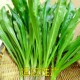 Mountain parsley seeds, false coriander, wild herbs, false coriander, Burmese coriander, Yunnan wild vegetable seeds, sown in three seasons