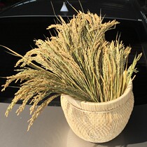 Natural wheat ear dried flower bouquet rice wheat ear rice photo props shooting background grain decoration