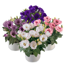 Eustoma grandiflorum seeds Flower seeds Spring flower seeds Four seasons flowering balcony indoor potted plant easy-to-grow potted easy-to-live potted plants