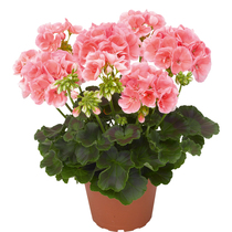 Geranium seeds Four Seasons large flowers hanging fishing double petal spring flowering balcony potted indoor and outdoor potted plants