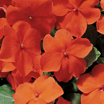 African Impatiens Seeds Flower Seeds Flower Seeds Four Seasons Flowering Winter Balcony Courtyard Potted Balcony Green Plant