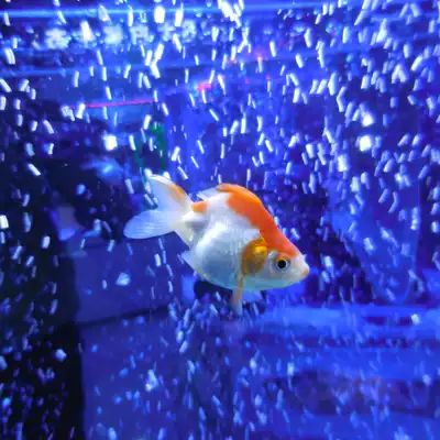 红白鎏金金鱼活体水族观赏鱼冷水鱼精品琉金文鱼类吉祥招财包邮