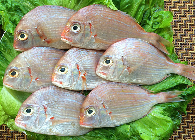 新鲜赤宗鱼5-7只/斤野生赤鯮鱼新鲜赤棕鱼鲜活赤棕鱼真鲷鱼]/美靴超优惠 