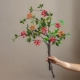Бегония плодовая (красная) 2 ветки + Бегония плодовая (оранжевая) 1 ветка
