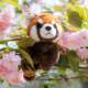 Pop Natural Original Red Panda Plush Doll Clap Bracelet Ring Toy Doll Xiaoneng Holiday Gift