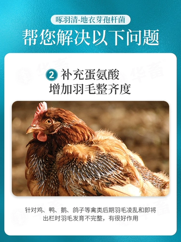 Китайские животные, клевы перья, курицы, 羽 素 素 素 素 素, курица, курица, утка, гусь, пек с птицей анальный лысый порошок, кусочек