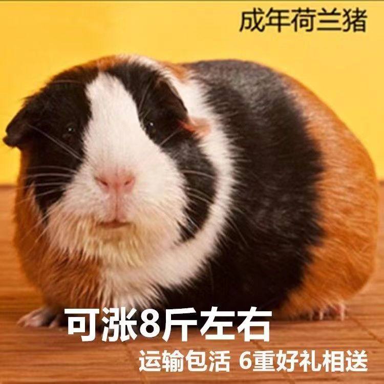 巨型荷兰猪活物宠物，大型荷兰鼠豚鼠黑豚花色猪，萌宠界的治愈系新宠！-豚鼠-淘宝好物网