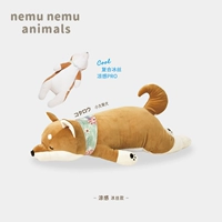 [Cool Upgrade] Xiao Tai Shiba Inu