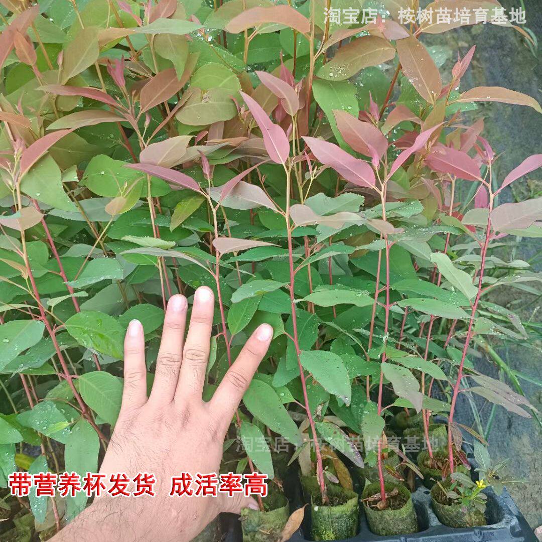广29巨桉树苗:速生常绿经济林木材树苗,造林新宠🔥-行道树-淘宝百科网