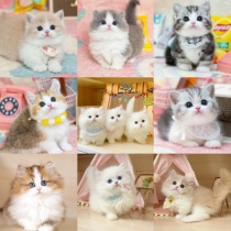 Shit Shovel Commune Pets Album Short-footed Cat Golden Gradient Mankey Cominute Kitten Napoleon Cat