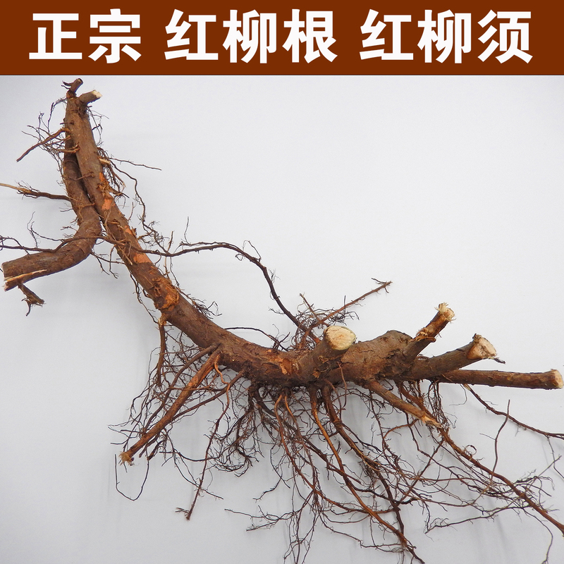 Willow Roots in the River, Willow Roots with Red Bark, Chinese Medicinal Willow Roots, Willow Roots, Poplar Willow Roots
