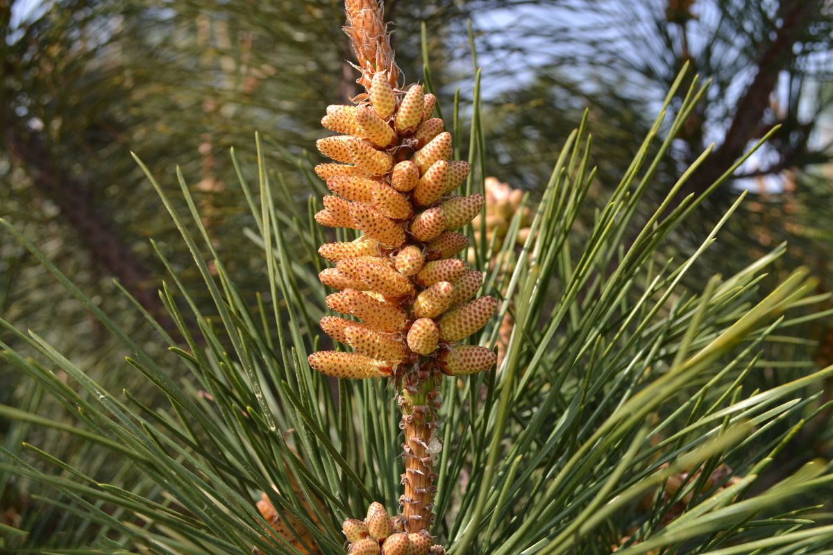 松树花粉,效果,_大山谷图库