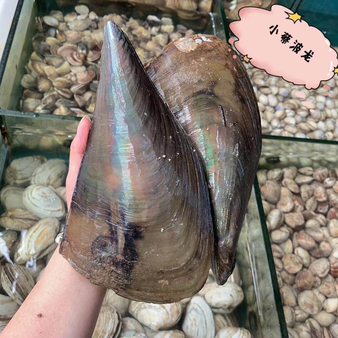 鲜活野生带子和养殖带子有什么区别？哪种更适合烧烤？-扇贝-淘宝好物网