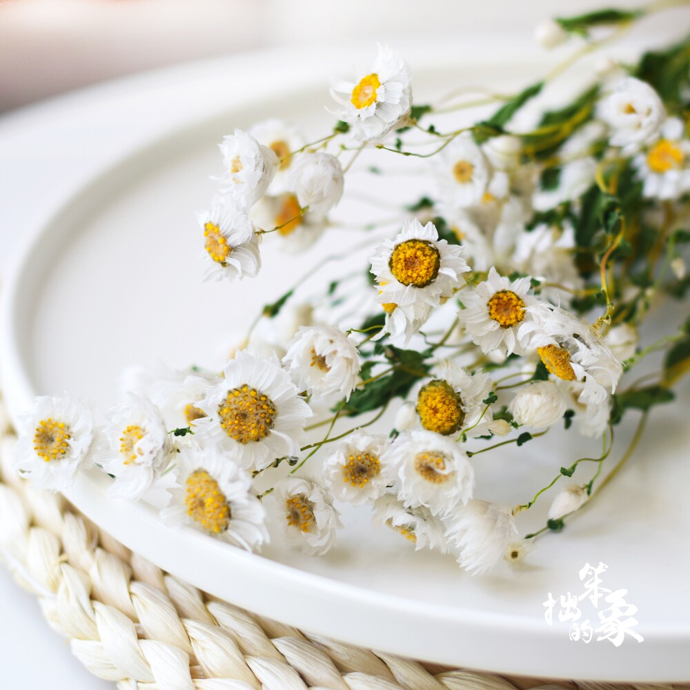 Rudan bird Mini white Daisies dried flowers air-dried bouquet Real flowers ins net red shop window decoration Rodance