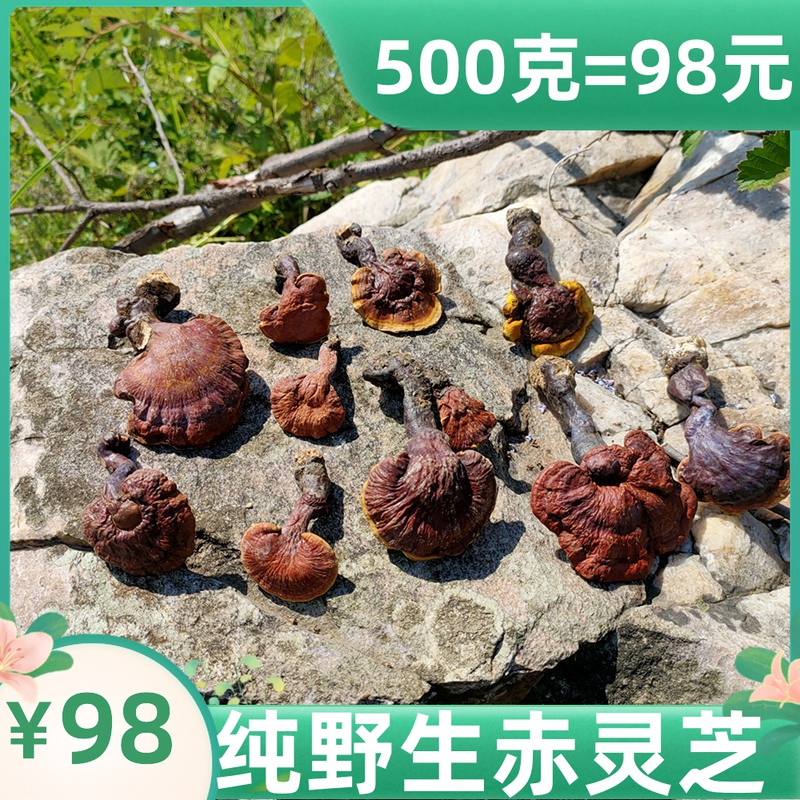 Wild Small Ganoderma lucidum Whole branch red Ganoderma lucidum Wild Ganoderma lucidum with handle 7 days return 1 kg 500g