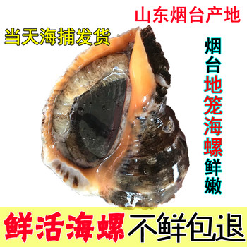 Fresh super conch extra large shellfish seafood fresh yantai specialty sea conch 1 catties 2-3
