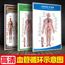 Schematic diagram of human vascular system anatomical diagram circulatory organ internal structure diagram whole body diagram poster hanging picture