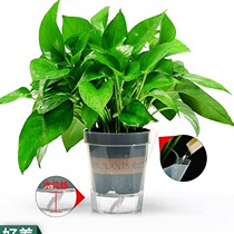 Green and Formaldehyde Green Ole Potted Indoor Plant Flowers Greenery Big Green Baskets New House Home Suction Formaldehyde