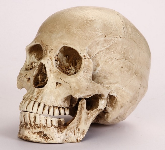 Simulation 1:1 Teaching Aids Human Skull Specimen Medical Human Anatomy Resin Process Skull Bone View