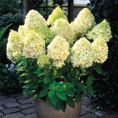 Conical hydrangea lime lamp wood hydrangea vanilla strawberry garden seedlings large seedlings vibrant lime potted plants cold-resistant