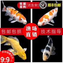 Cold water freshwater ornamental fish Koi fish live fish goldfish Small freshwater good breeding red carp purebred small koi fry