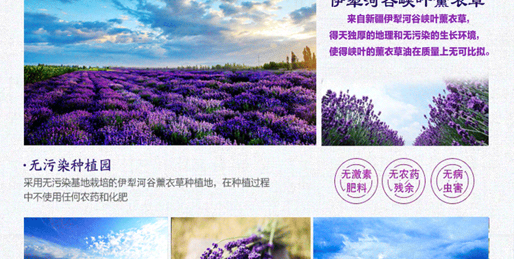 Tân Cương Jin Yifang Tinh dầu hoa oải hương đơn phương 10ml Hương liệu thực vật tự nhiên Chăm sóc da Hương liệu tinh dầu nho