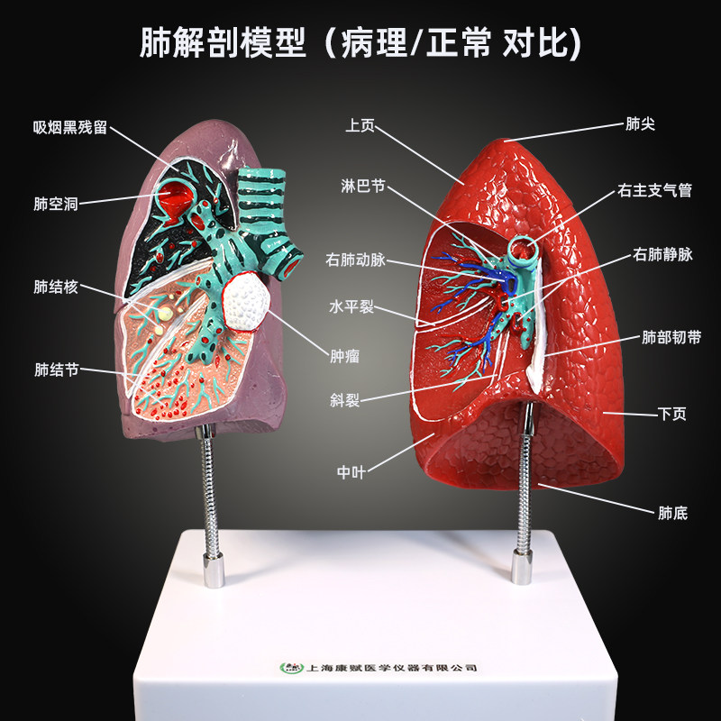 人体肺部器官模型病理肺喉心肺呼吸系统内脏系统解剖结构医学教学