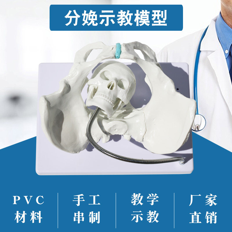 分娩骨盆模型 分娩演示教学 产妇助产骨盆模型 生育助产示教模型