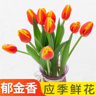 Yunnan tulip flowers indoor fresh cut flowers