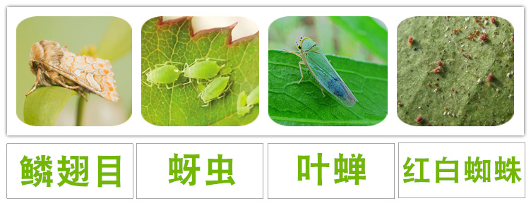 Cây hoa diệt côn trùng gián, giun thịt, thối đen, bột rễ, đốm đen, carbendazim cuộn ống nước tưới cây