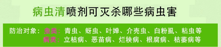 Cây hoa diệt côn trùng gián, giun thịt, thối đen, bột rễ, đốm đen, carbendazim