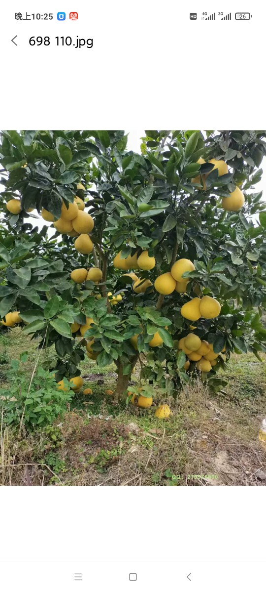 安福金兰柚种植基地的LOGO