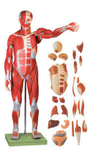 Body full body muscle anatomical model 80CM (27 pieces detachable medical human muscle anatomical teaching model