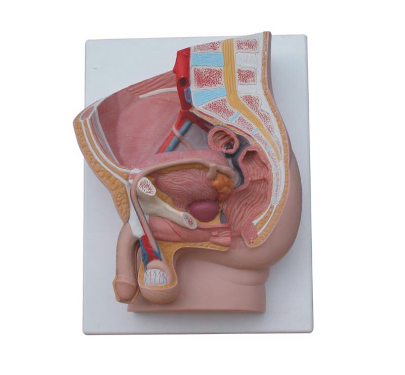 Male Sagittal 2 Parts Male Genitals Presentation Model Scooters Model Medical Genitalia Models