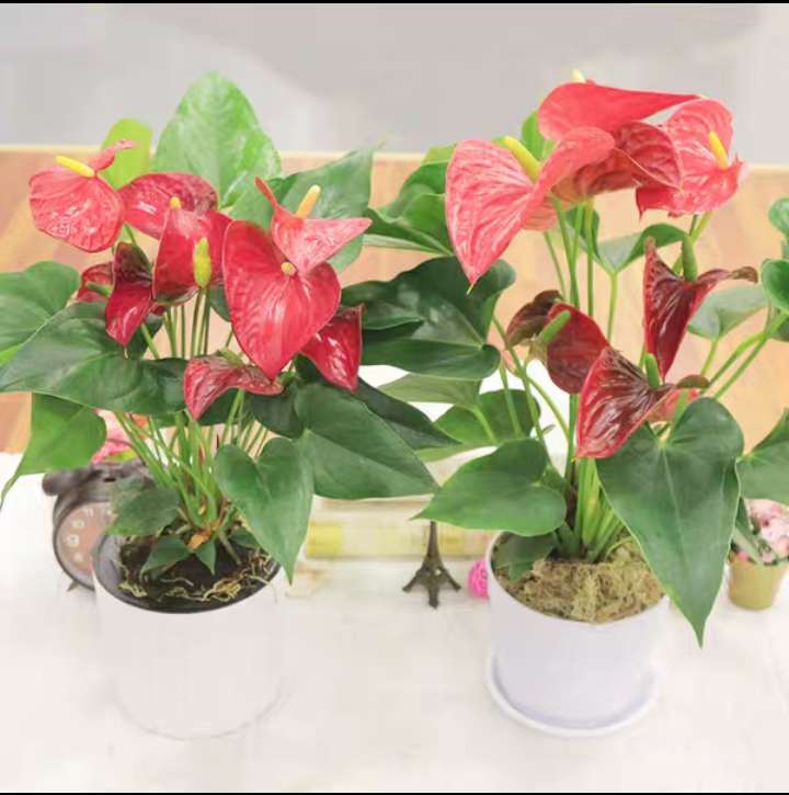 Flamingo flower potted plants Indoor flowers Green plants Four seasons flowering ornamental pink white palm water culture breeding green plant potted plants