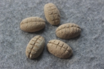 Rare Shang Zhou clay Betaubebe coins Pareal ancient coins approb. 25 * 16mm ZZ 3125
