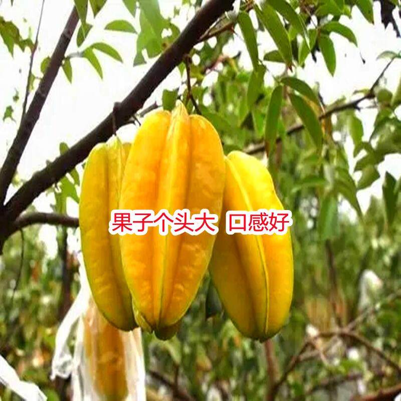 批发嫁接杨桃树苗盆栽台湾甜杨桃小苗四季当年结果耐寒南北方种植-阿里巴巴