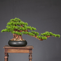 New Chinese Simulation Welcome Pine Pochon Pochon Bonsai Green Plant Zen Dead Wood Living Room Porch Hotel Decoration Ornaments