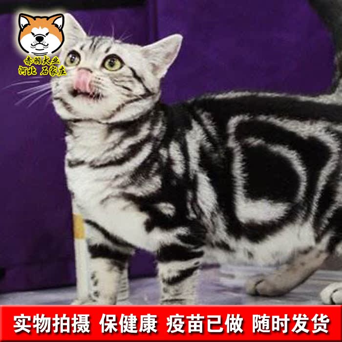American Shorthair Live Pet Kitten Silver Tabby Shorthair Plus
