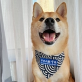 ПЭТ -собака кот и кошка Шибай Ину Корги Японская драма -сперма -треугольник рот водяной полотенце большое, средний декоративный нагрудник с средним размером