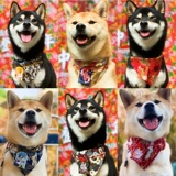 Японский стиль и фенгю Фубука Шиба Ину Корги Доумин Мю Золотой Маоку Треугольник Треугольник Треугольник Катал -кошка и собака