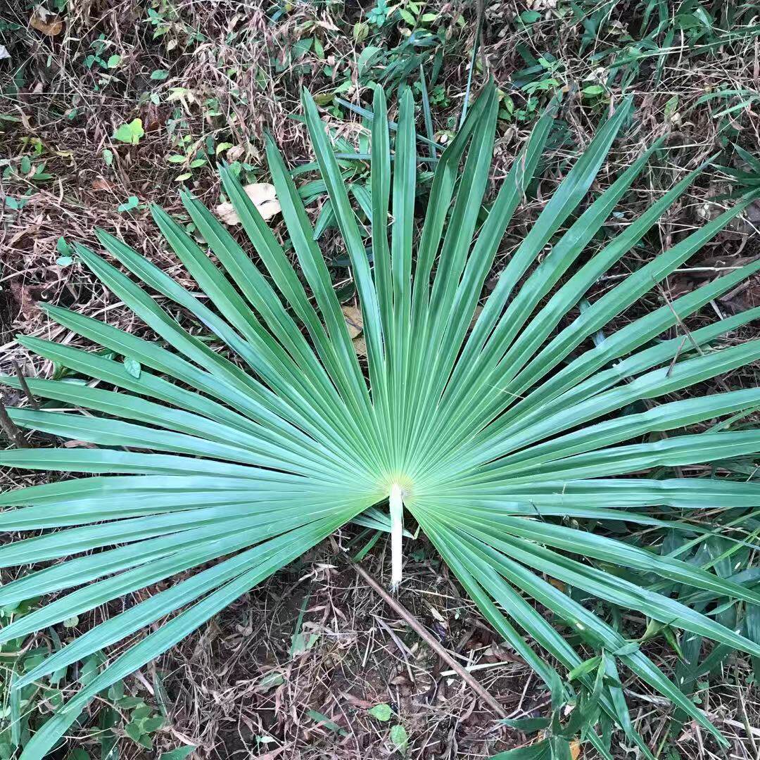 Primary And Secondary School Vegetarian Education Expands Non-Handmade Class Brown Grass Woven Material Unfolds Brown Leaf Grasshopper dragonfly butterfly