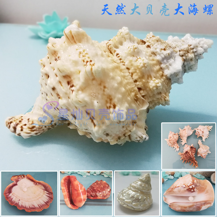 Creative ornaments Conch shell Coral home decoration Frog snail Wanbao Snail Tower snail Fish tank landscape photography props large