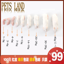Jingdong sterile frozen mouse milk mouse red skin powder skin frost Yacheng palace lizard horned frog open food feed
