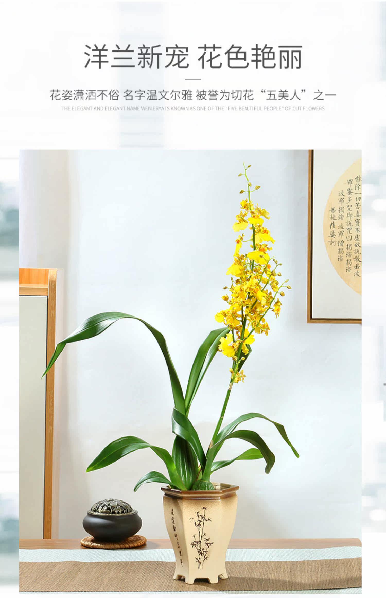 文心兰君子兰盆栽蝴蝶兰带花泼墨石斛兰室内花卉植物建兰观花绿植 虎窝淘