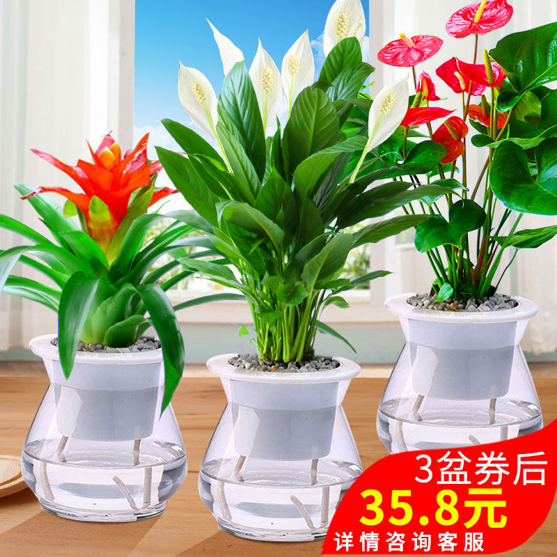 室内观赏花卉特点,室内绿植花卉风格馆,常见室内花卉的特点_大山谷图库