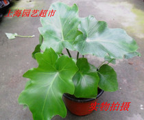 Spring Rain Indoor Hydroponic Plant Green Planting Potted Plant Suction Formaldehyde Purifying Air Four Seasons Evergreen