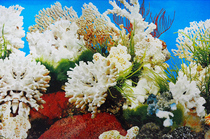 Fish tank background paper aquatic grass stone coral background painting HD aquarium fish tank wallpaper background picture 60cm high