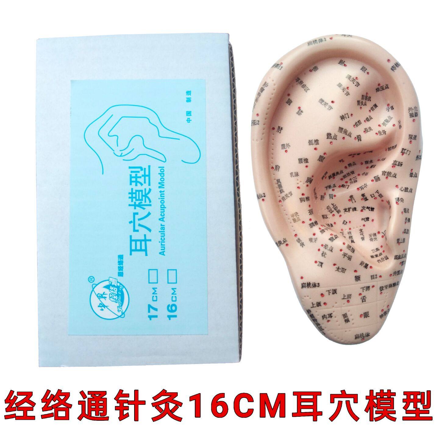 包邮超清晰上海经络通耳穴模型耳针模型/耳朵模型/耳按摩模型16cm