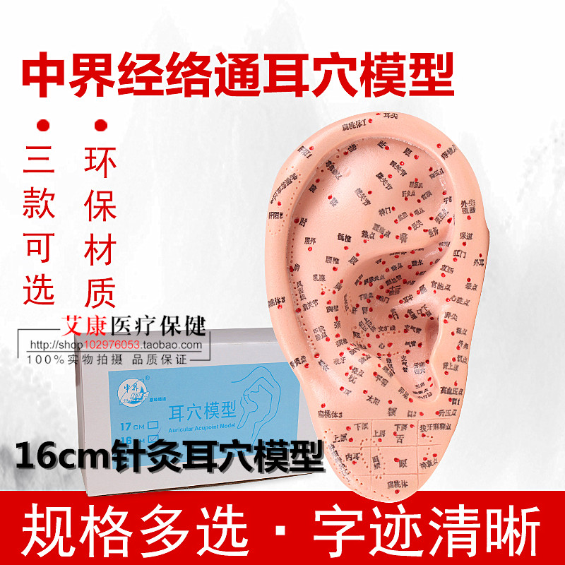 超清晰经络通针灸耳穴模型耳穴反射区按摩模型大号耳朵模型 耳膜